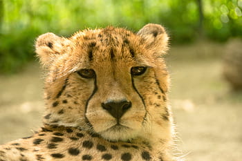 africa-kenya-safari-nature-royalty-free-thumbnail.jpg