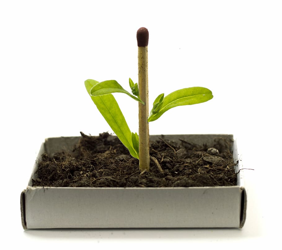 planta, crecimiento, genética, modificación, biotecnología, ciencia, biología, investigación, hoja, parte de la planta