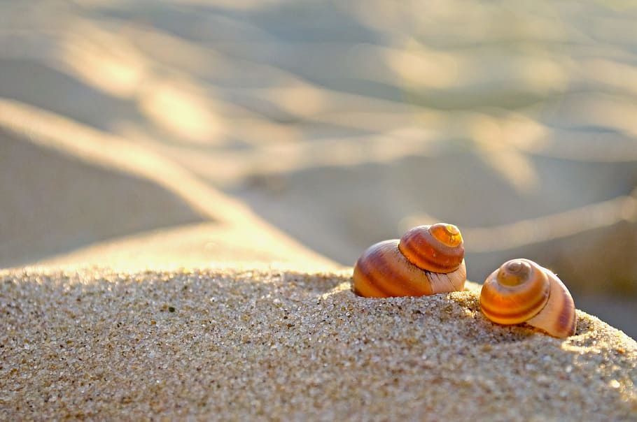 selective, brown, snail shells, sand, beach, nature, seashell, snail, the sun, animal wildlife