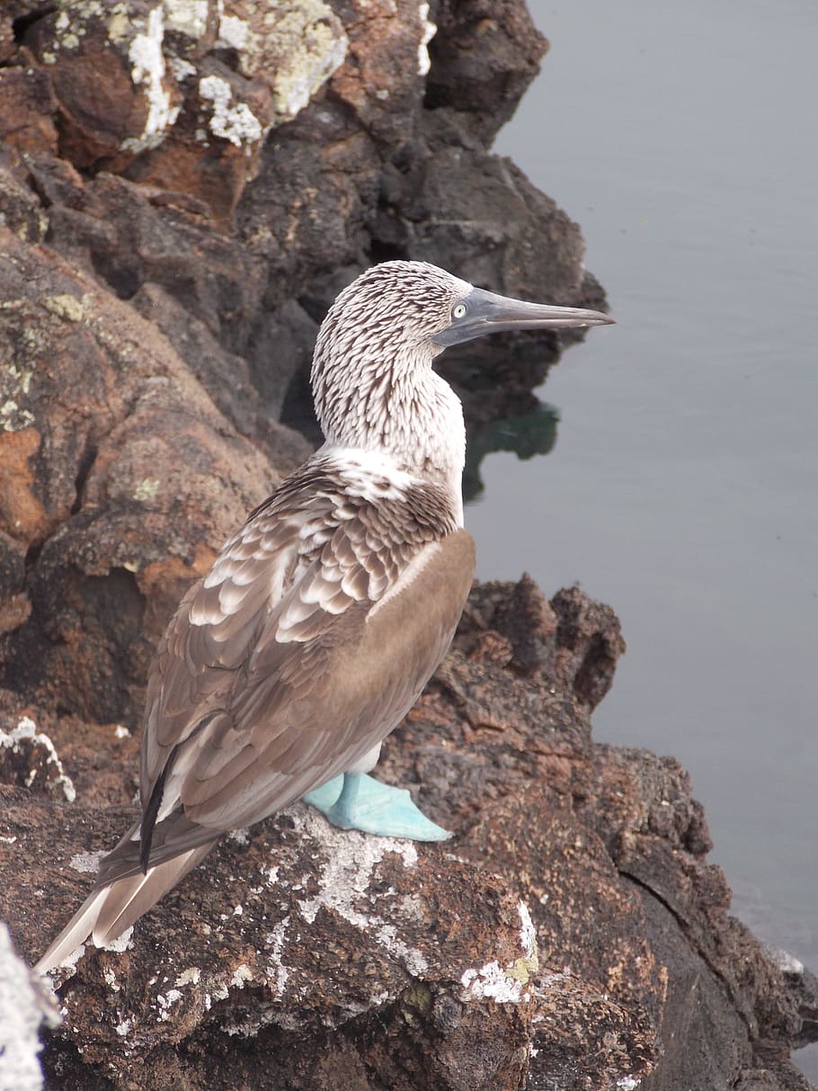 booby, booby blue footed, ecuador, galápagos, pacific, wildlife, sightseeing, ave, birds, fauna