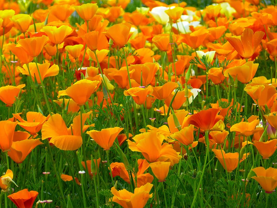 field, orange, flowers, bloom, daytime, iceland poppy, mohngewaechs, bright, papaver nudicaule, colorful