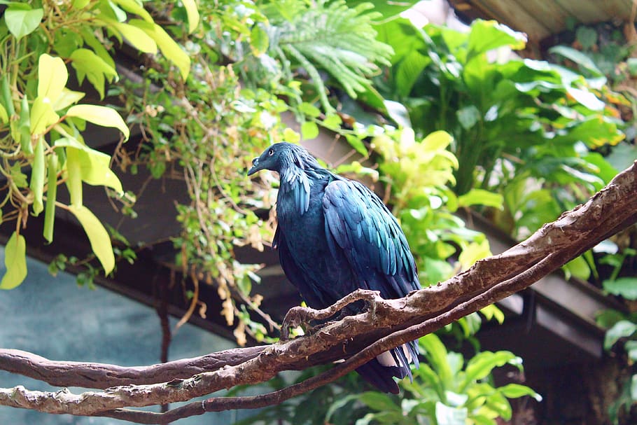 bird, blue, jungle, green, central park zoo, peacock, feathers, liana, wildlife, color