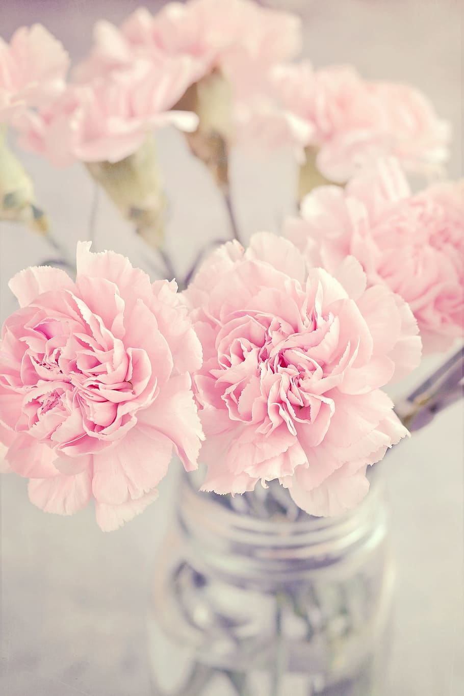 selective, focus photo, pink, peony flowers, vase, cloves, flowers, pink flowers, carnation pink, tender