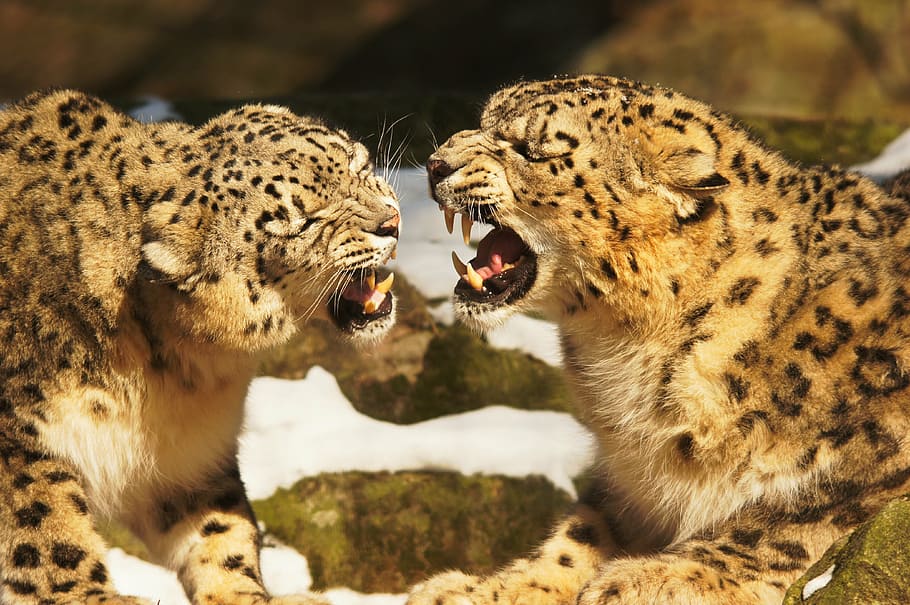 two leopard illustration, snow leopards, leopard, cat, wildcat, predators, animals, nature, undomesticated Cat, carnivore