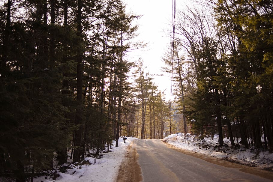 trilha entre árvores, verde, pinho, árvores, ao lado, asfalto, estrada, floresta, natureza, neve