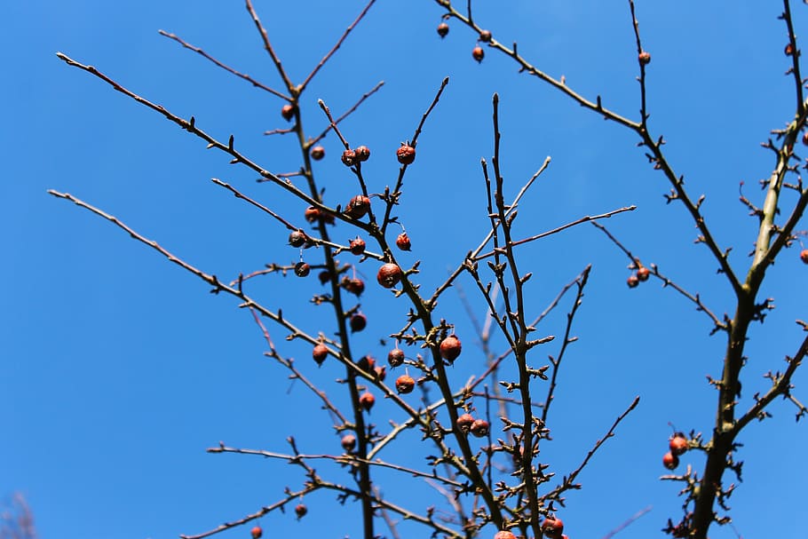 árbol, paisaje, corona, naturaleza, cielo, ramas, azul, copa de árbol