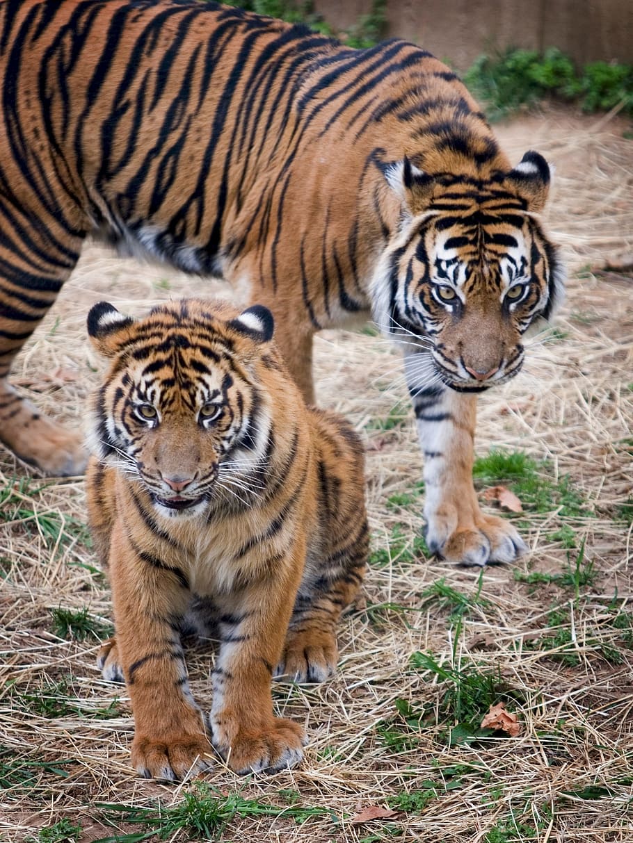 bengal tiger, field, tigers, sumatran tigers, big cats, stripes, walking, predator, endangered, fur