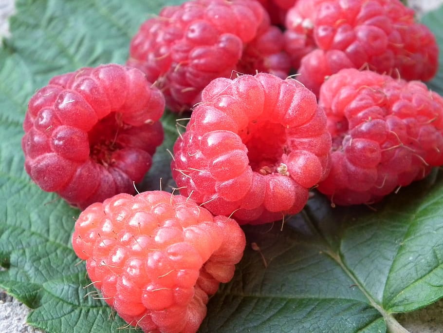 berry, raspberry, fruit, red, sweet, fresh, a lot, leaves, closeup, in the summer time