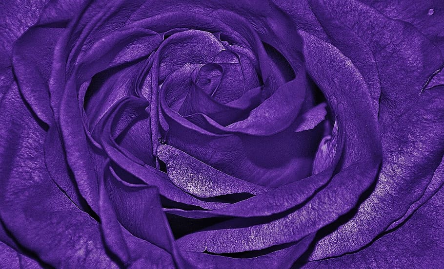 close, photography, purple, rose, roses, lila, family, rose family, flora, plant