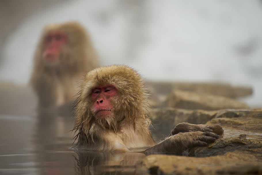 monkey, mammal, wild animals, natural, snow monkey, hot springs, jigokudani monkey park, japanese macaque, primate, group of animals