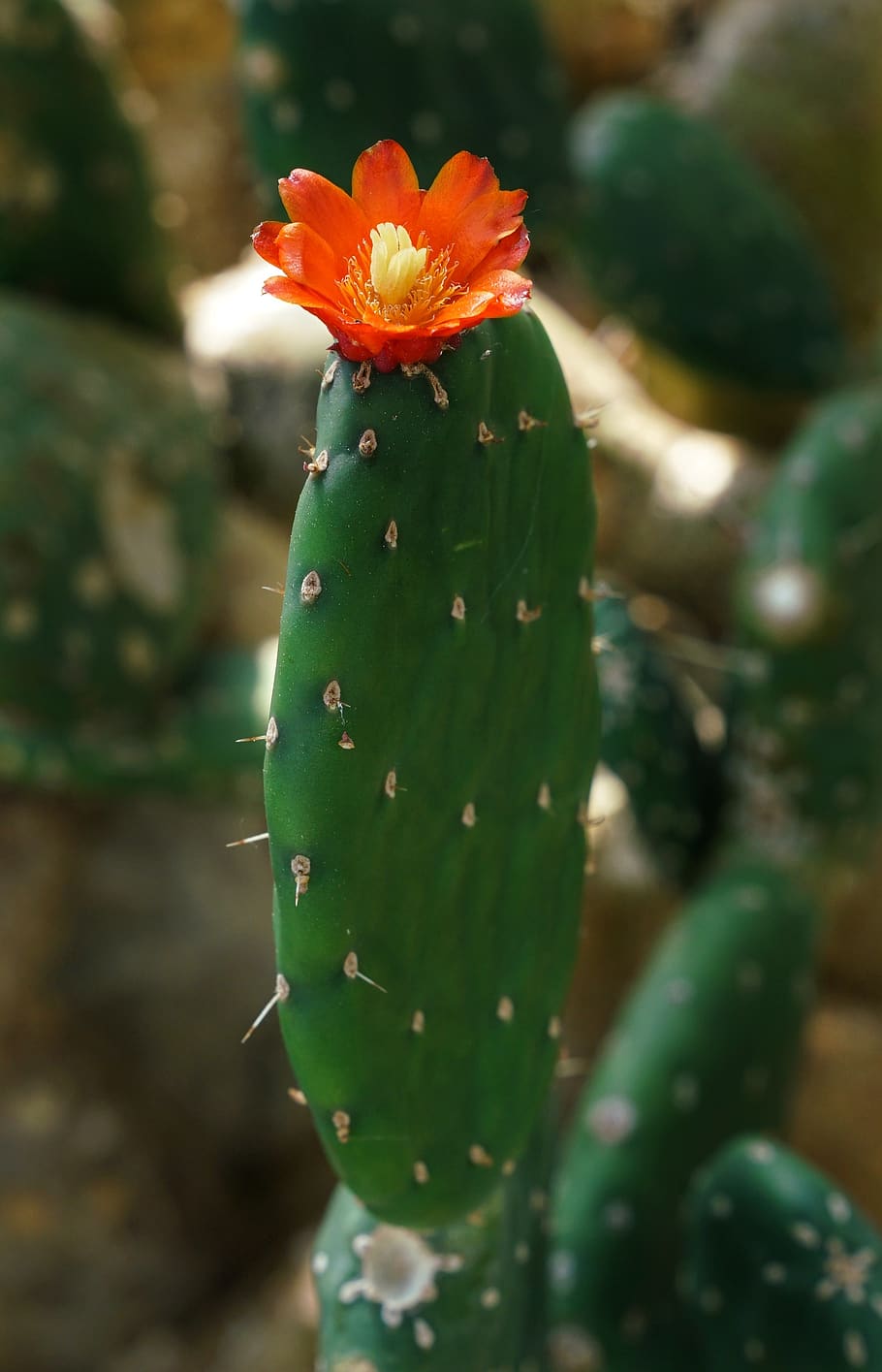 cactus, flower, red, yellow, spine, nature, prickly, sharp, flora, succulent