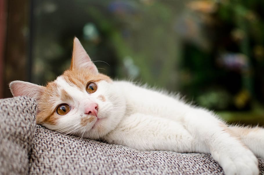selective, focus photo, short-fur, white, orange, cat, kitten, domestic cat, animal, tomcat