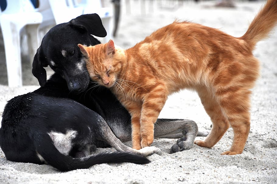 mediano de pelo corto, negro, perro, al lado, naranja, diana, gato atigrado, gato, arena, animales