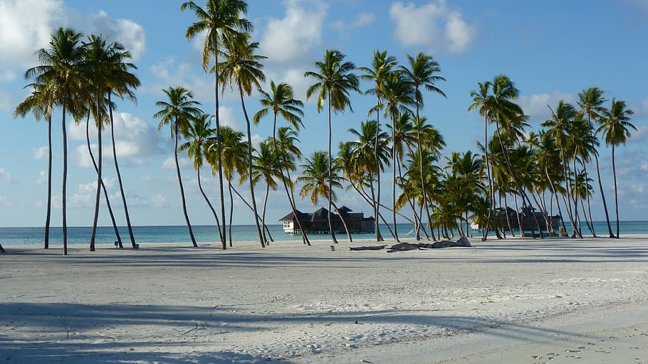 palm trees, sea, lankanfushi, maldivermna, island paradise, beach, holiday, luxury travel, honeymoon, sand