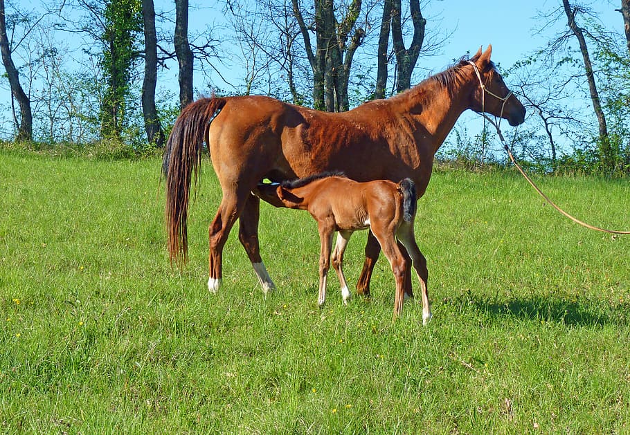 brown, horse, green, grass field, day time, pure arab blood, breeding horses, equine, pre, prairie