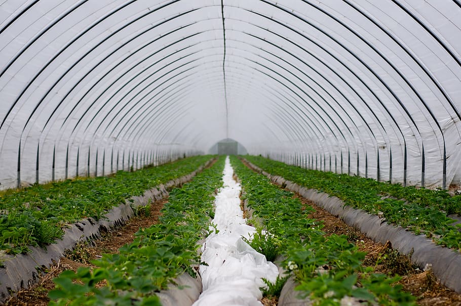 wall tunnel, slide tunnel, strawberries, strawberry breeding, cultivation, protected, agriculture, strawberry cultivation, forcing, fruit growing