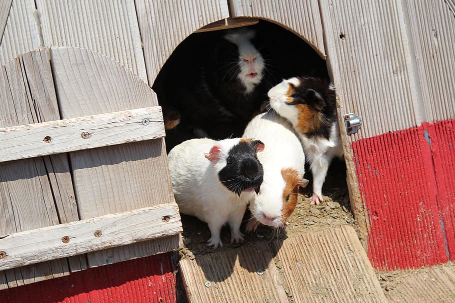 guinea pigs, pet rat, pet, hamster, rat, animal, animal themes, domestic, mammal, domestic animals