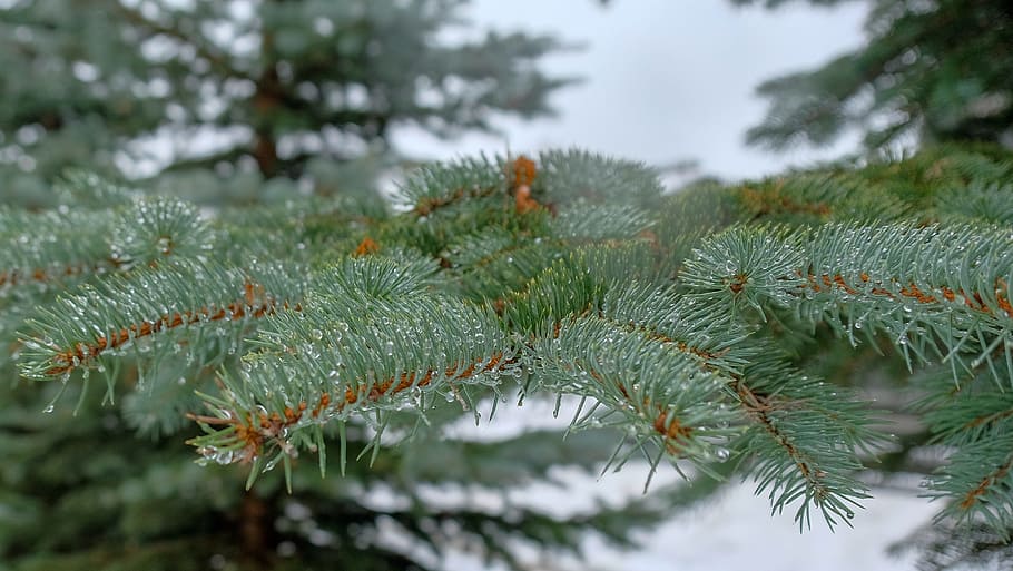 winter, pine, tree, spruce, needle, evergreen, coniferous tree, coniferous, wood, plant