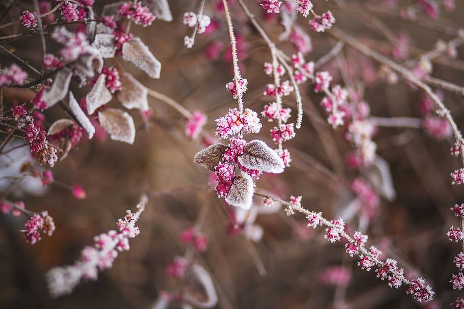 trees, branches, leaves, plants, berries, frost, winter, nature, plant, flower