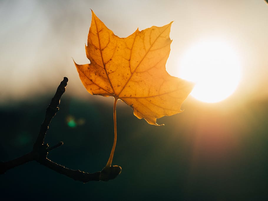 selektif, fotografi fokus, coklat, tunggal, daun maple, daun, sinar matahari, matahari terbenam, alam, musim gugur