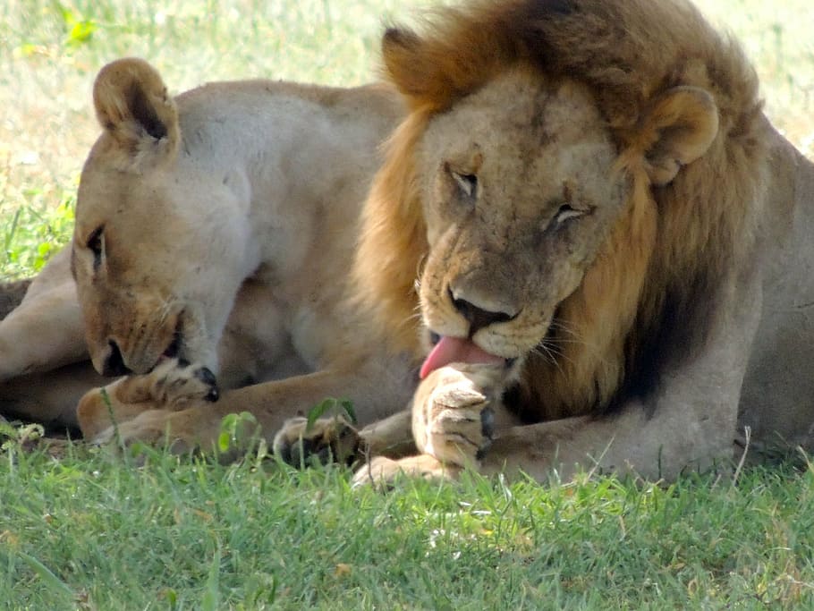 lions, male, female, lion licking paws, african lion, safari, licking paw, feline, tanzania, wildlife