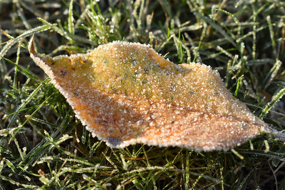 frost, mature, cold sheet, frozen, nature, leaves, sunny, autumn, hoarfrost, ice