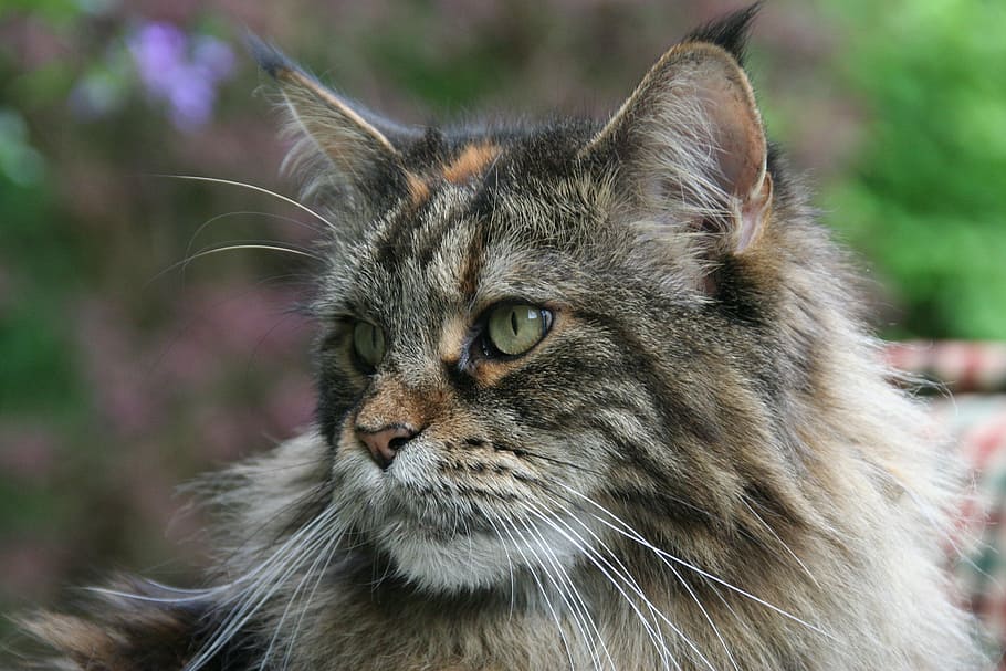 maine coon, cat, forest cat, animal themes, animal, one animal, mammal, domestic cat, domestic animals, pets