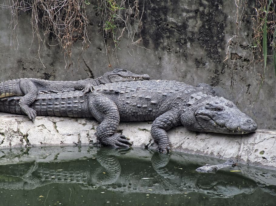 black, alligator, body, water, daytime, crocodiles, rest, sleepy, carnivore, embracing