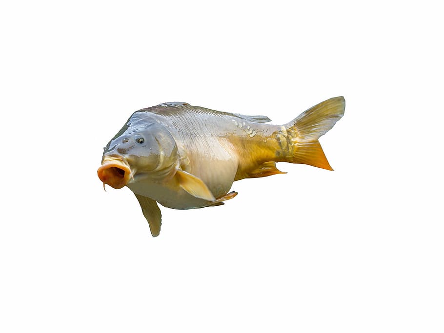 gray, orange, fish, white, background, carp, angler, fischer, fishing, food