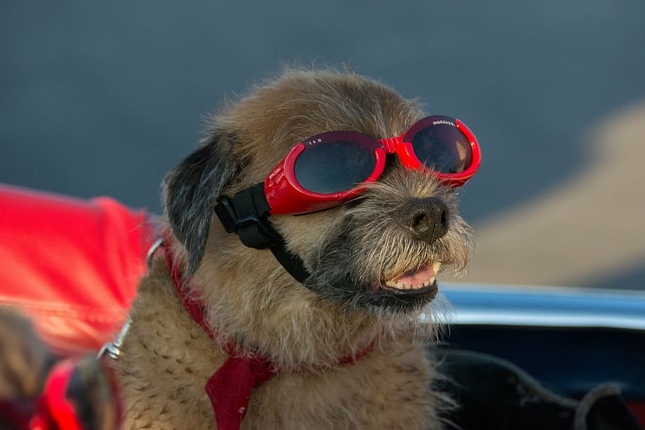 goggles, dog, canine, pet, vacation, funny, terrier, sunglasses, animal, one animal