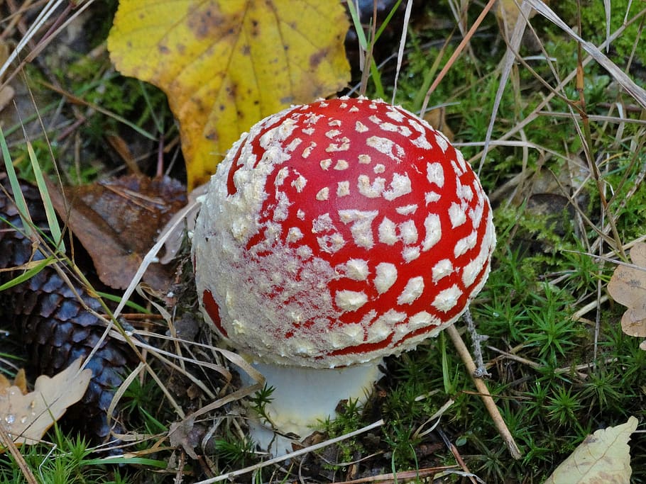 Mushroom, Amanita, Fruits, Forest, fruits of the forest, nature, poisonous, fungus, autumn, fly Agaric Mushroom