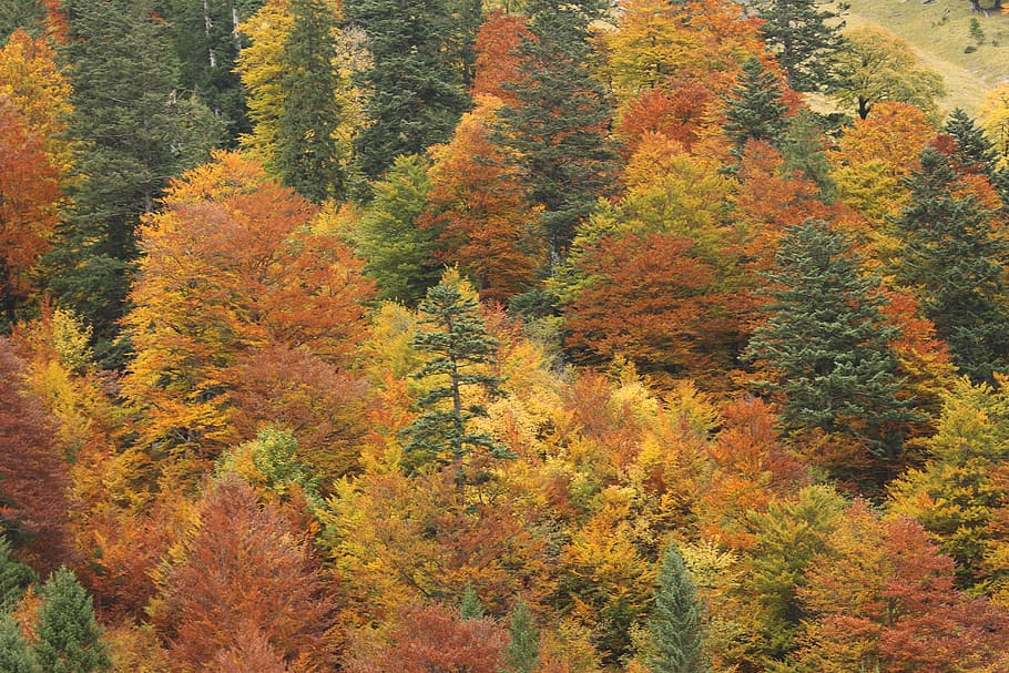 musim gugur, suasana musim gugur, warna-warni, hutan campuran, pohon gugur, konifer, daun berwarna-warni, musim gugur emas, muncul, pohon