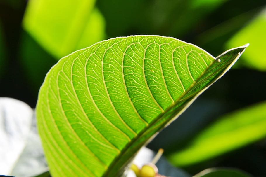 guava leaf, sunlight, fresh, new, pure, relax, green, greenish, nature, sri lanka