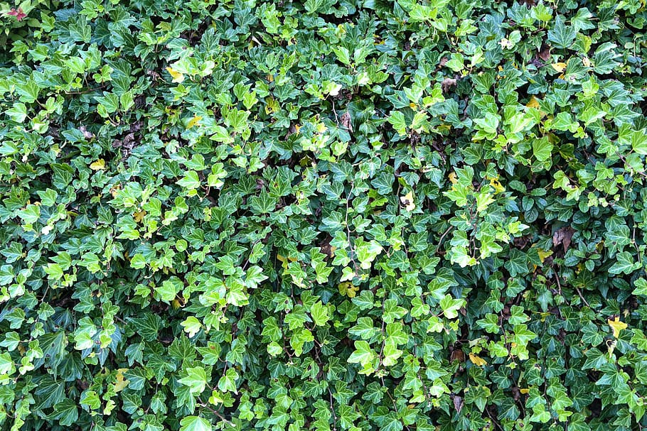 green leafed plants, ivy, ivy hedge, overgrown, plant, leaf, leaves, growth, green color, full frame