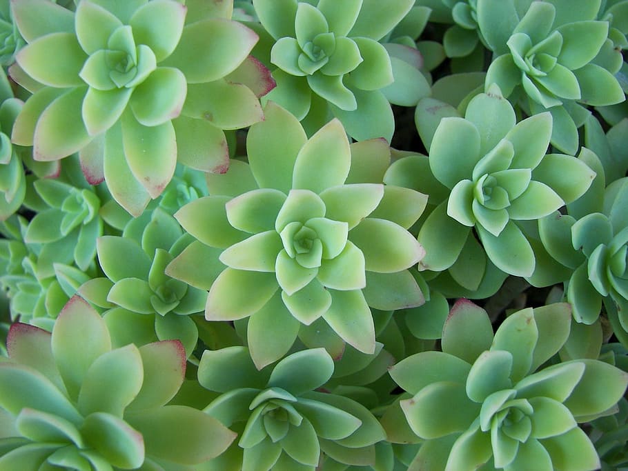 aeonium, rosette plant, leaves, blue-green, plant, full frame, beauty in nature, green color, growth, close-up