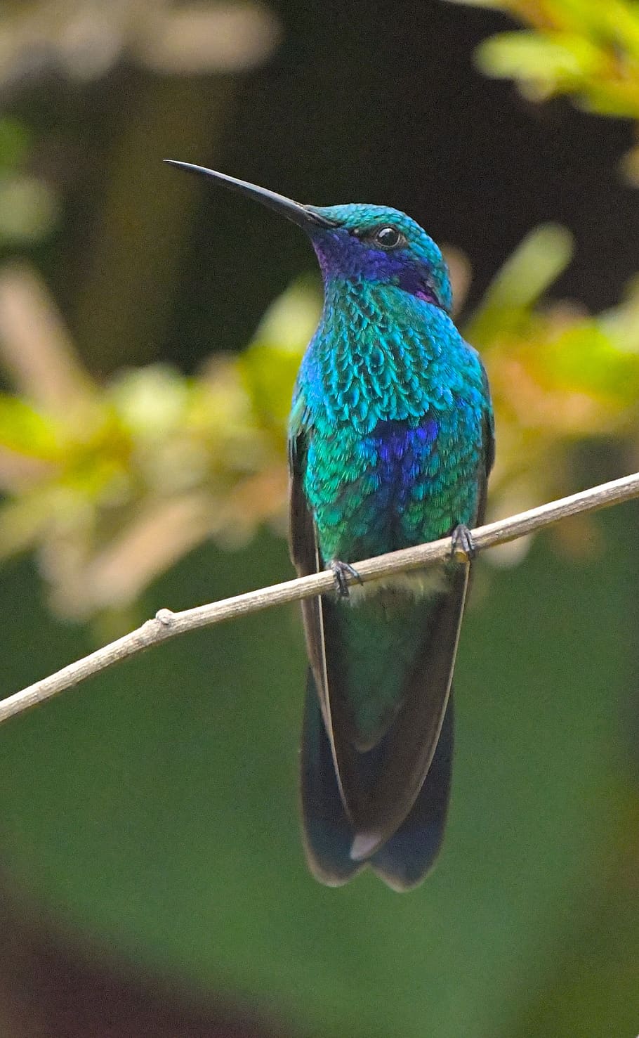 hummingbird, blue, green, nature, animal, wildlife, colorful, feathers, bird, animal themes