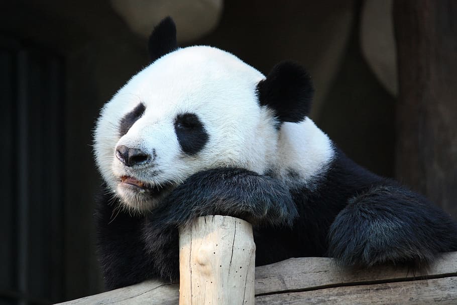 white, black, panda, brown, wooden, post, mammal, wildlife, animal, zoo