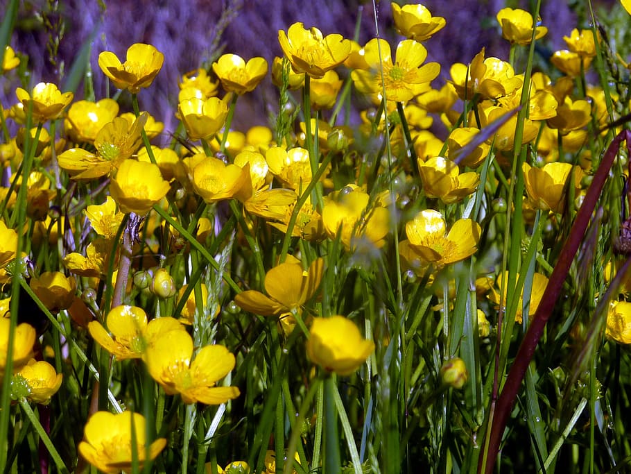 flores, primavera, amarelo, natureza, pétalas, floração, botão de ouro, flor, planta, verde cor