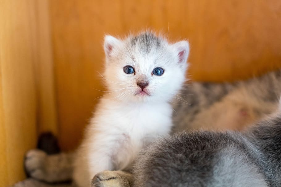 selective, focus photography, white, kitten, cat, young cat, domestic cat, babies, pet, sweet