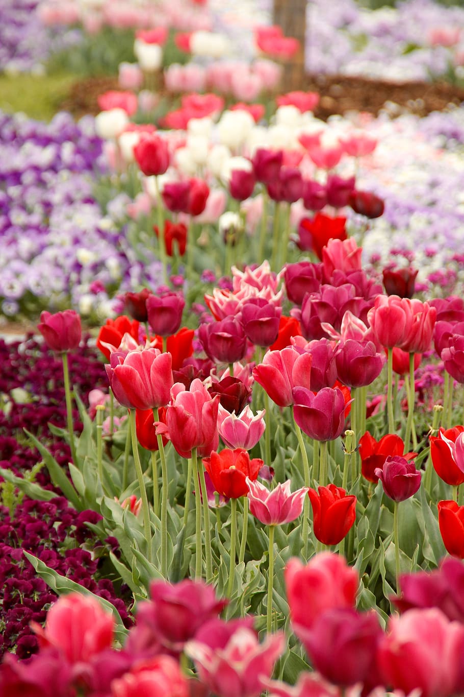 tulip, tulipa, tulpenzwiebel, tulip berkembang biak, merah, schnittblume, tanaman berbunga, bunga, menanam, keindahan di alam