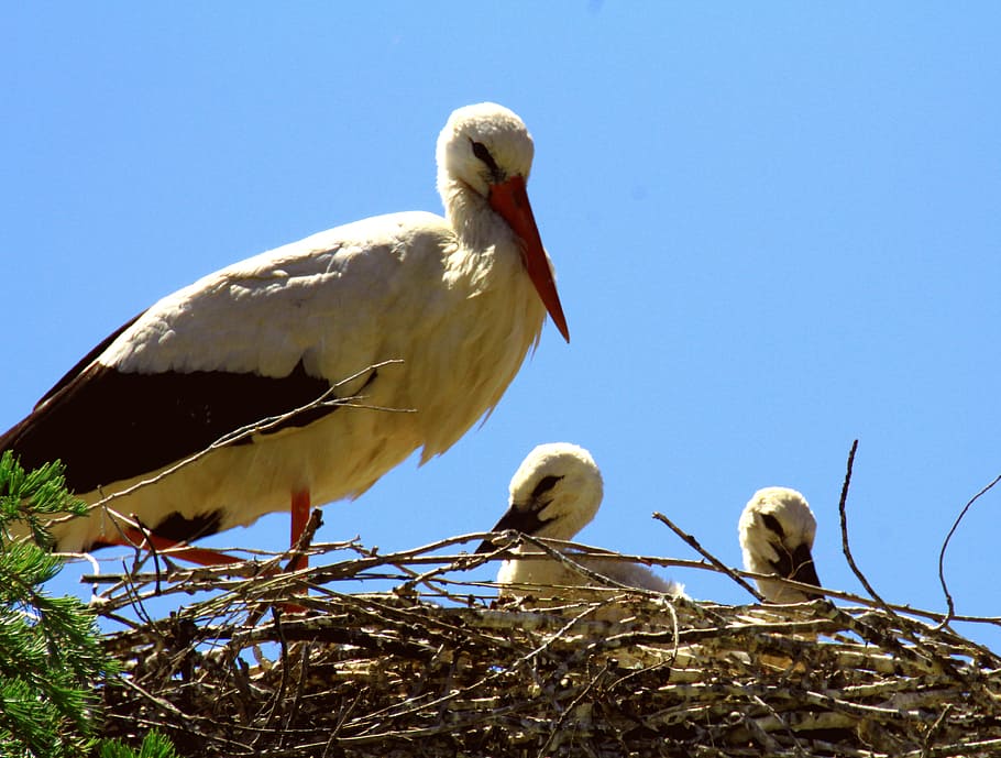 spain, storks, nest, chicks, young, nature, wildlife, bird, beak, baby