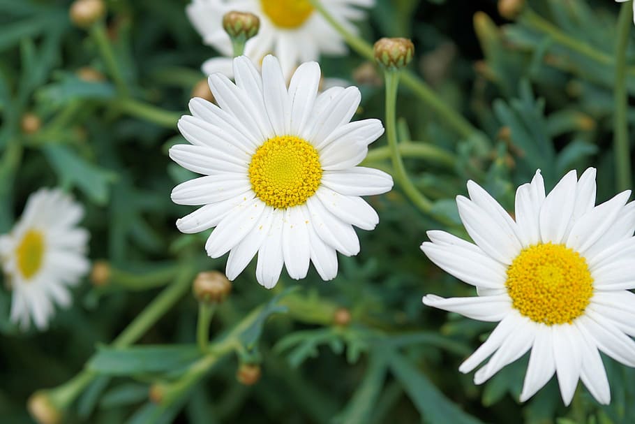 shallow, focus, oxeye daisy, daisies, flower, blossom, bloom, white, close, of course