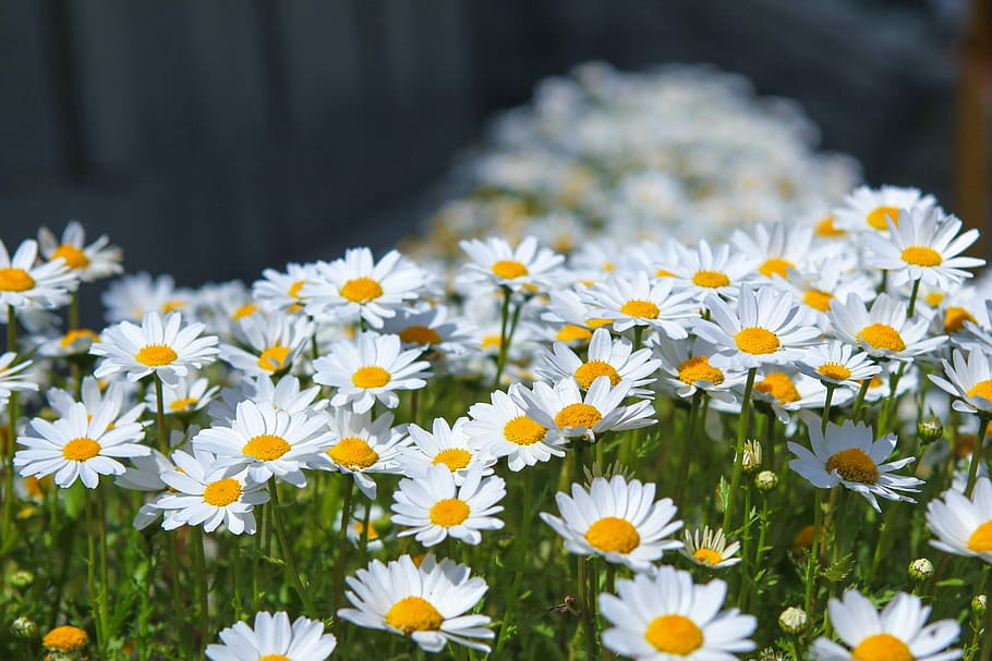 foto de close-up, amarelo, branco, margarida flores, flores, natureza, plantas, verão, jardim, gujeolcho