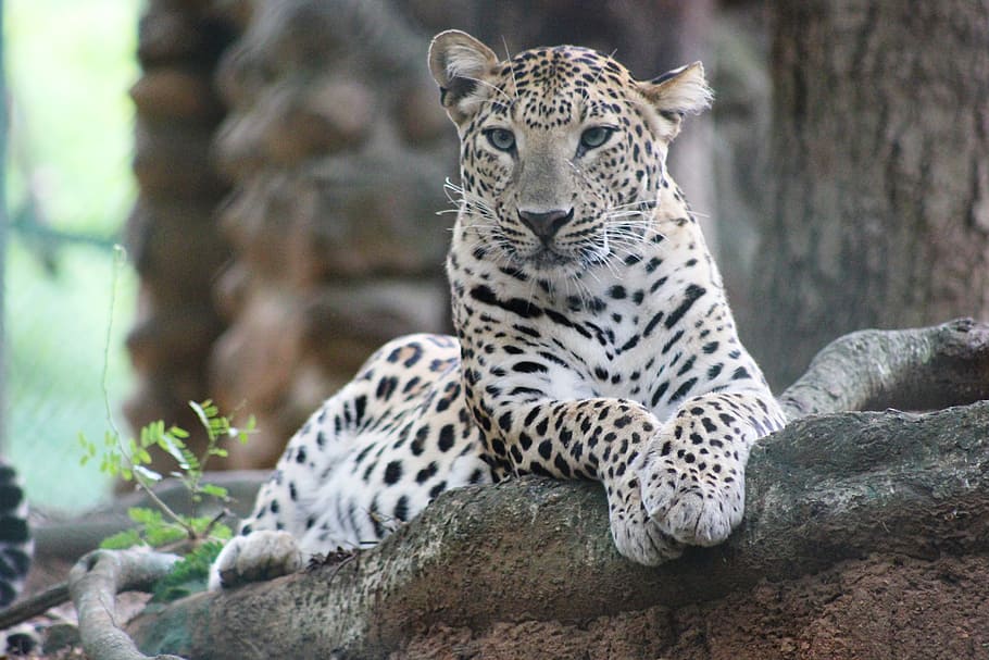 leopard, lying, root, tree, wild, wildlife, animal, carnivore, safari, zoo
