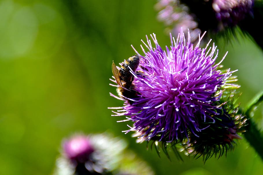 꿀벌, 엉겅퀴 훈장, 여름, 가까운, 곤충, 꽃, 꽃 피는 식물, 자연의 아름다움, 무척추 동물, 자