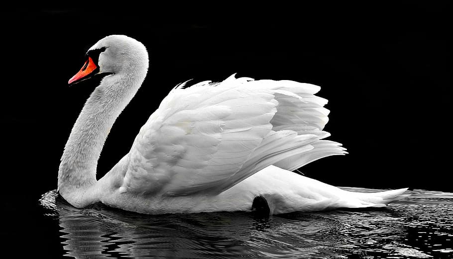 white, swan, water photo, water, water bird, lake, nature, white swan, waters, animal