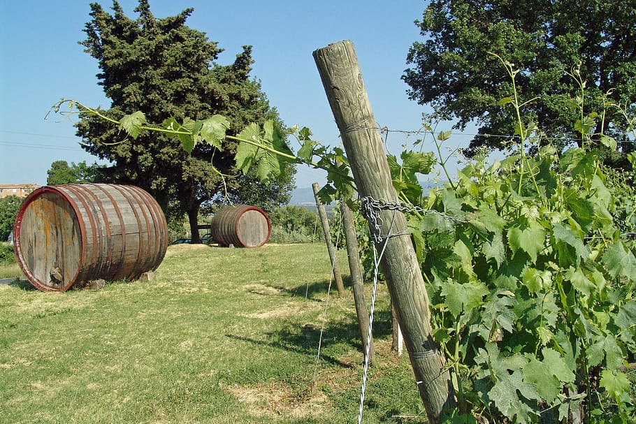 Vines, Wine, Winegrowing, Vineyard, grapes, wine barrel, tuscany, agriculture, barrel, wine cask