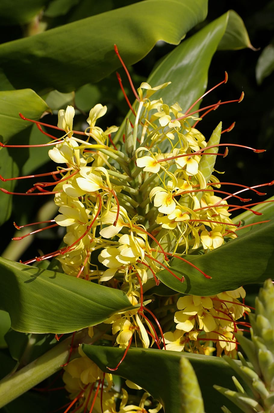 Ginger, Flowers, Blooms, Yellow, ornamental, flowering, garden, australia, growth, green color