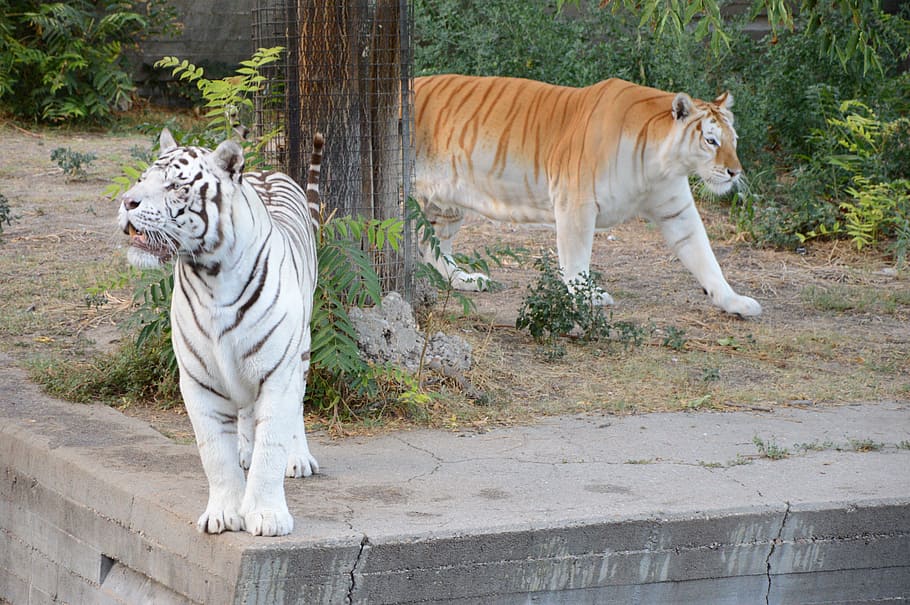 Tigre blanco, zoológico, carnívoro, tigre, animal, salvaje, dientes, rugido, animales salvajes, feroz