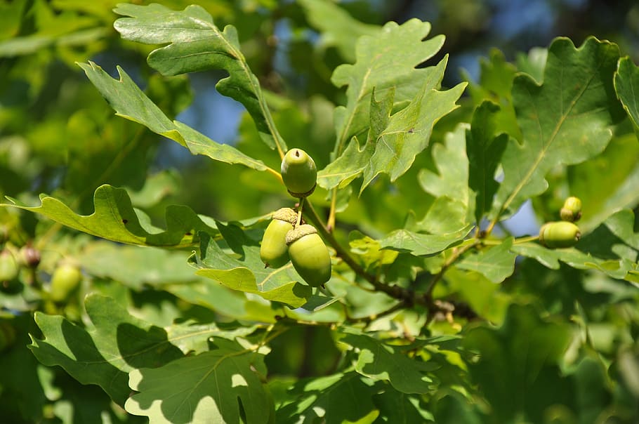 oak, acorn, greens, park, tree, leaves, garden, green color, growth, leaf